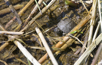Junge Sumpfschildkröte