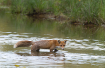 Fuchs im Wasser